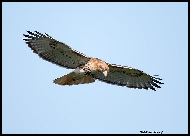 _2SB8384 red-tailed hawk.jpg
